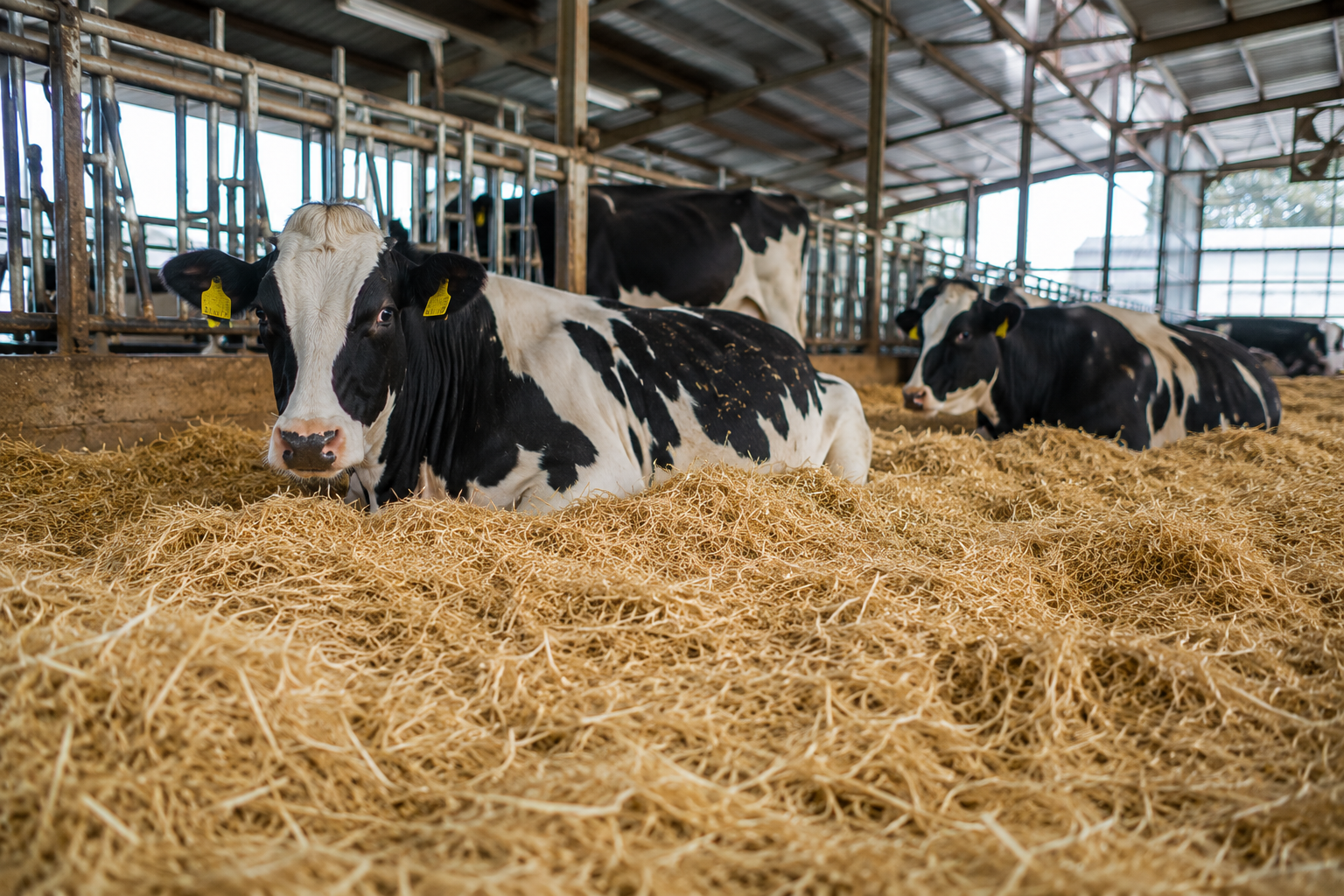 Animal Bedding