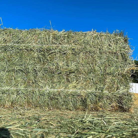 Rhodes Grass
